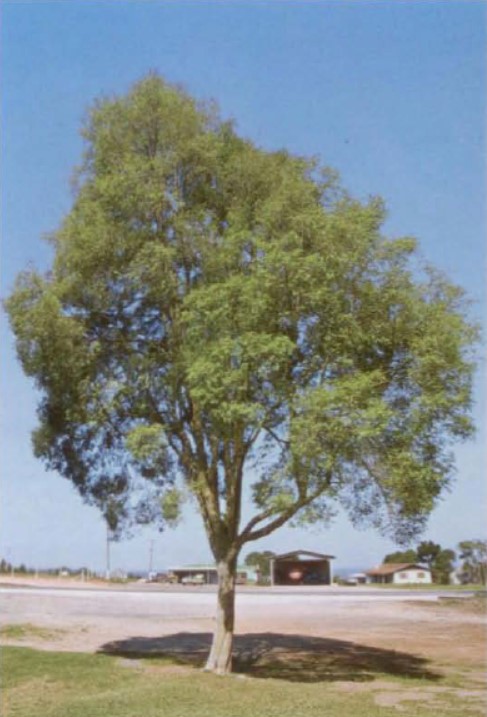 Myrciaria delicatula